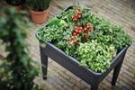 green basics grow table super xxl living black